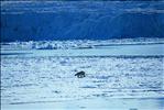 polar bear roaming the wilderness